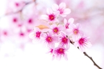 日本樱花