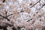 日本樱花