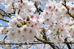 日本樱花