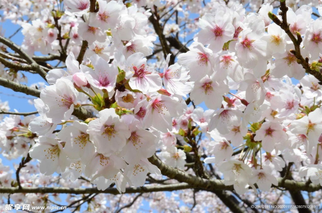 日本樱花