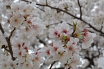 日本樱花