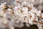 日本樱花
