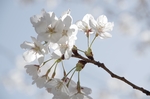 日本樱花