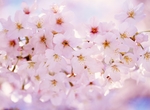 日本樱花