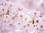 日本樱花