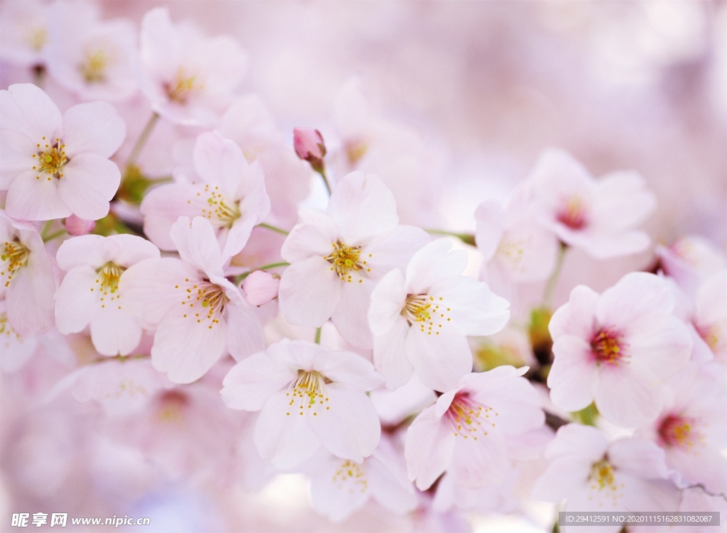 日本樱花