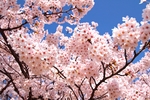 日本樱花