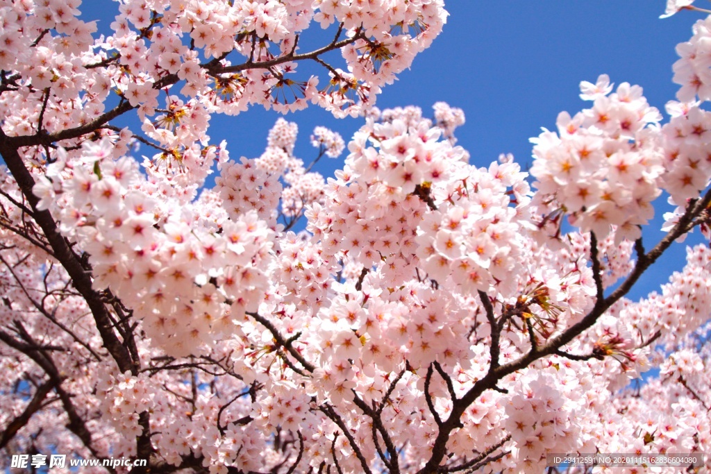 日本樱花