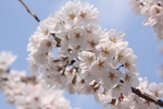 日本樱花