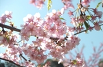 日本樱花