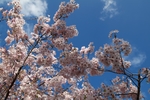 日本樱花