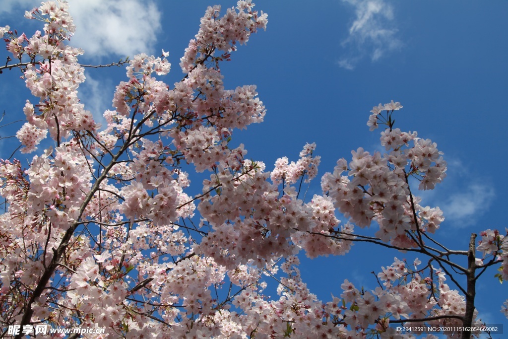 日本樱花