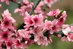 日本樱花