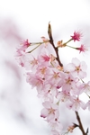 日本樱花
