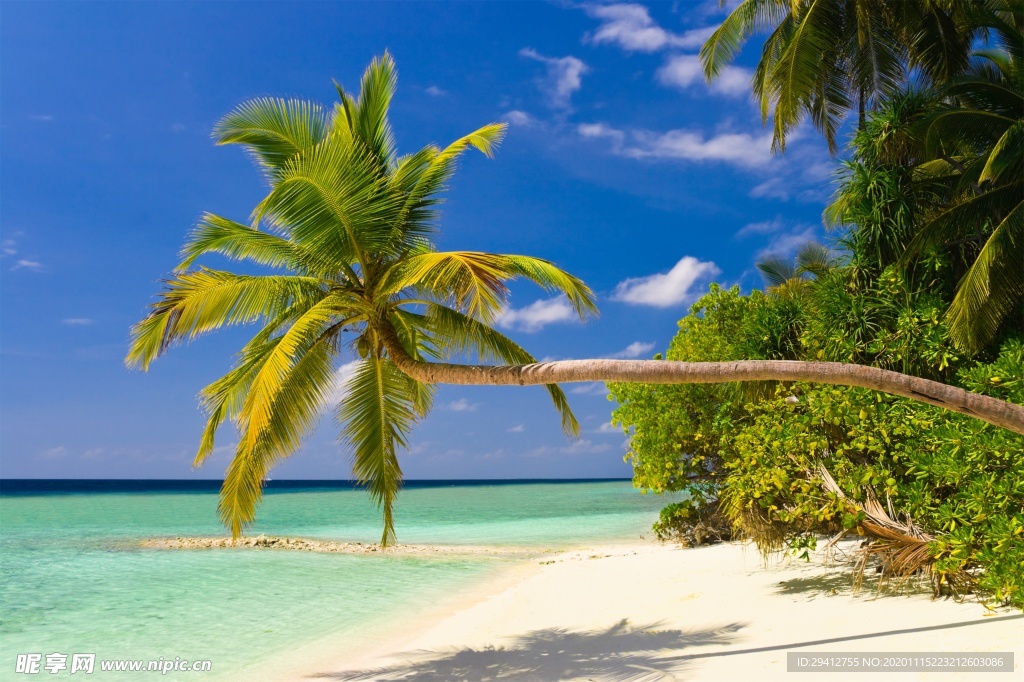 海滩棕榈椰树风景