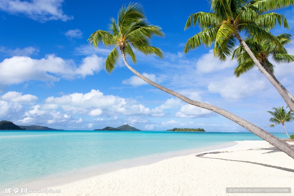 海滩棕榈椰树风景