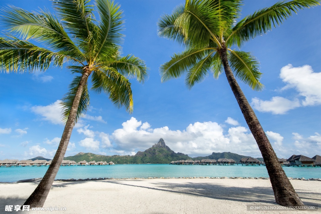 海滩棕榈椰树风景