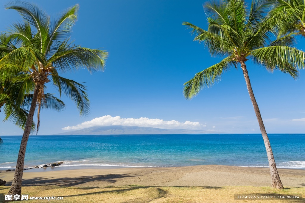 海滩棕榈椰树风景