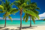 海滩棕榈椰树风景