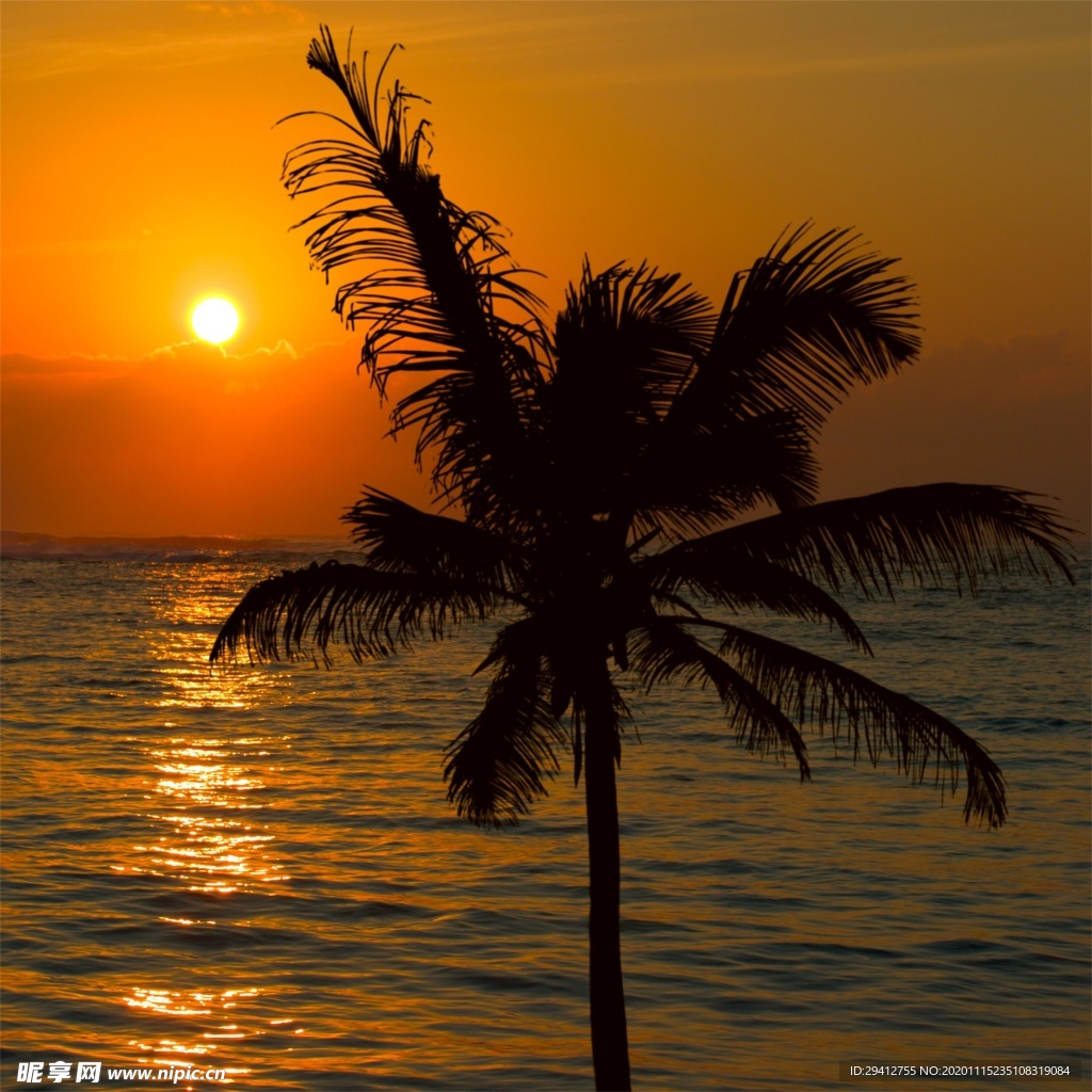 海滩棕榈椰树风景