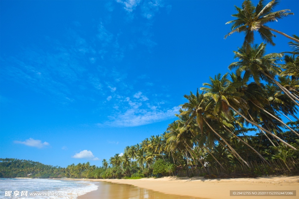 海滩棕榈椰树风景