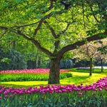 花园花圃
