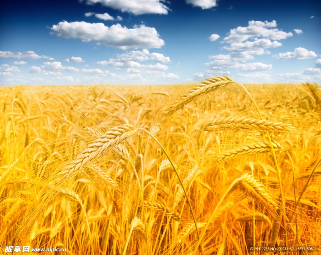 东洛锡安的金黄麦田，苏格兰 (© Scott Masterton/plainpicture)