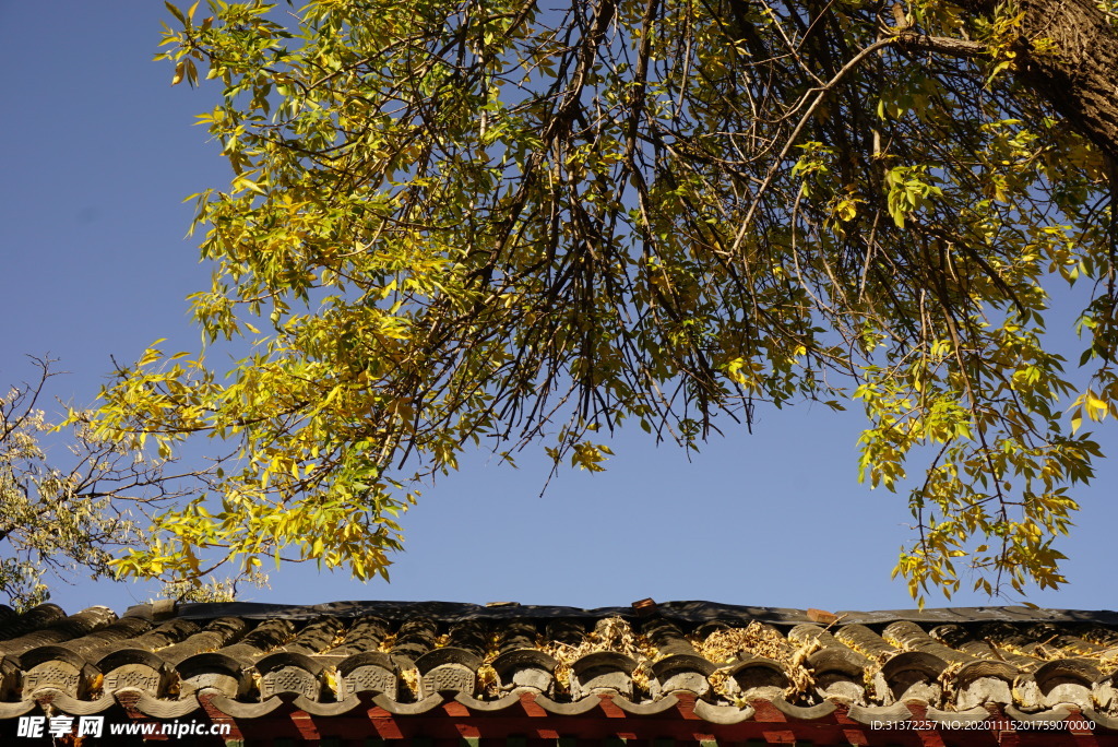 胡同屋顶的秋天