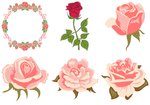 玫瑰花