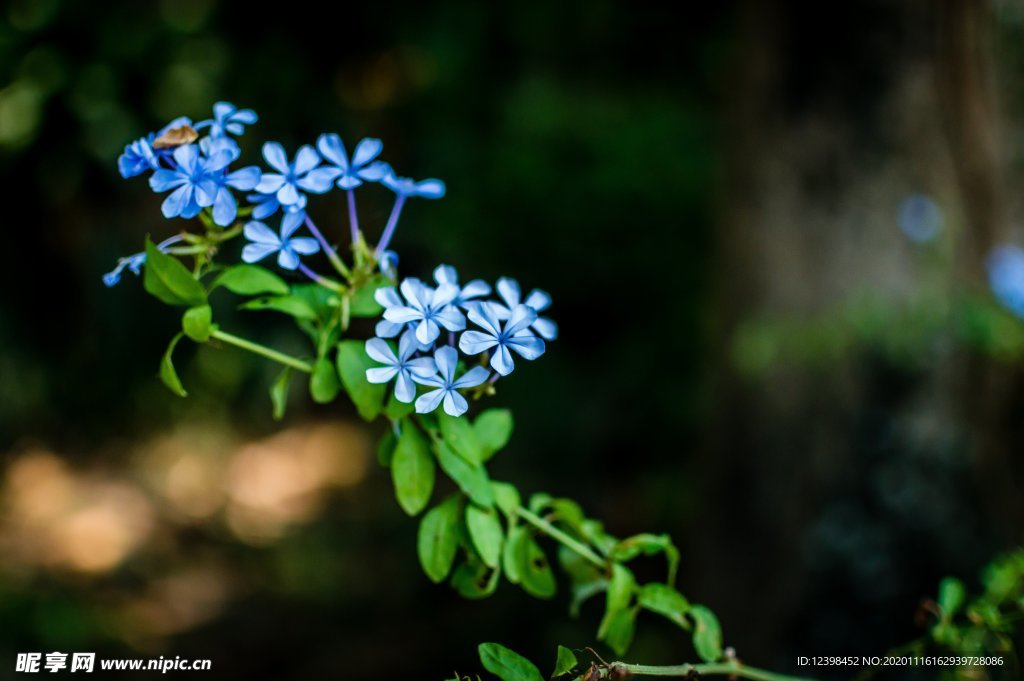 蓝色清新的勿忘我鲜花