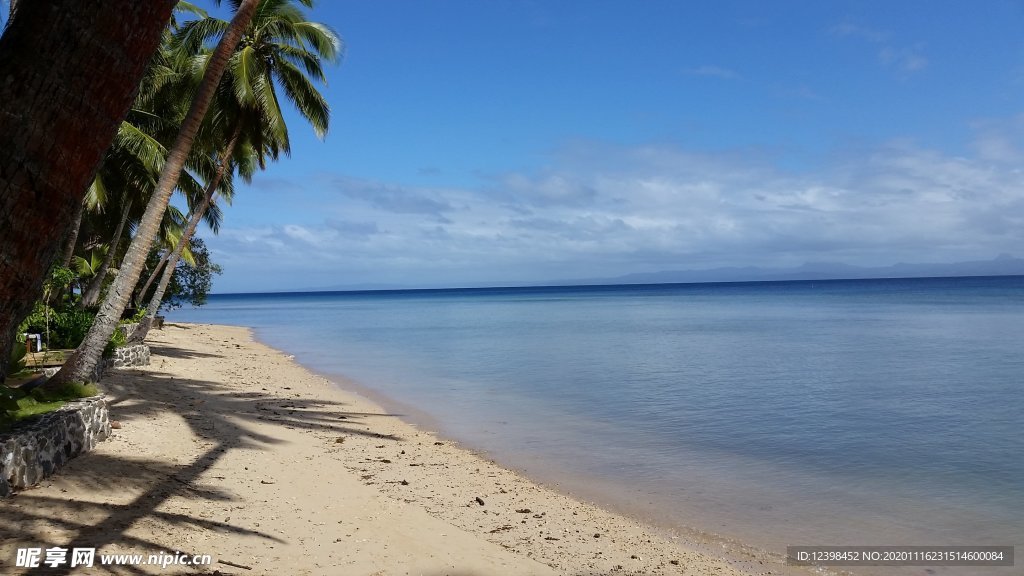 海边的椰林风光