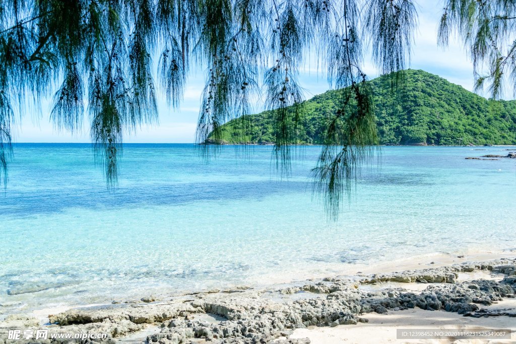 海边的椰林风光