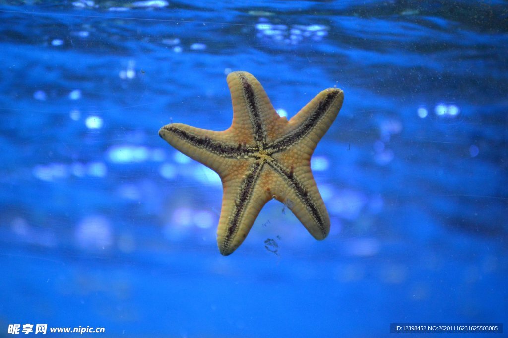 美丽的海星
