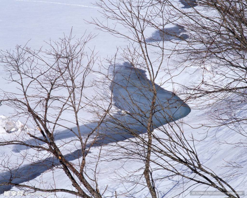 雪地里的树林