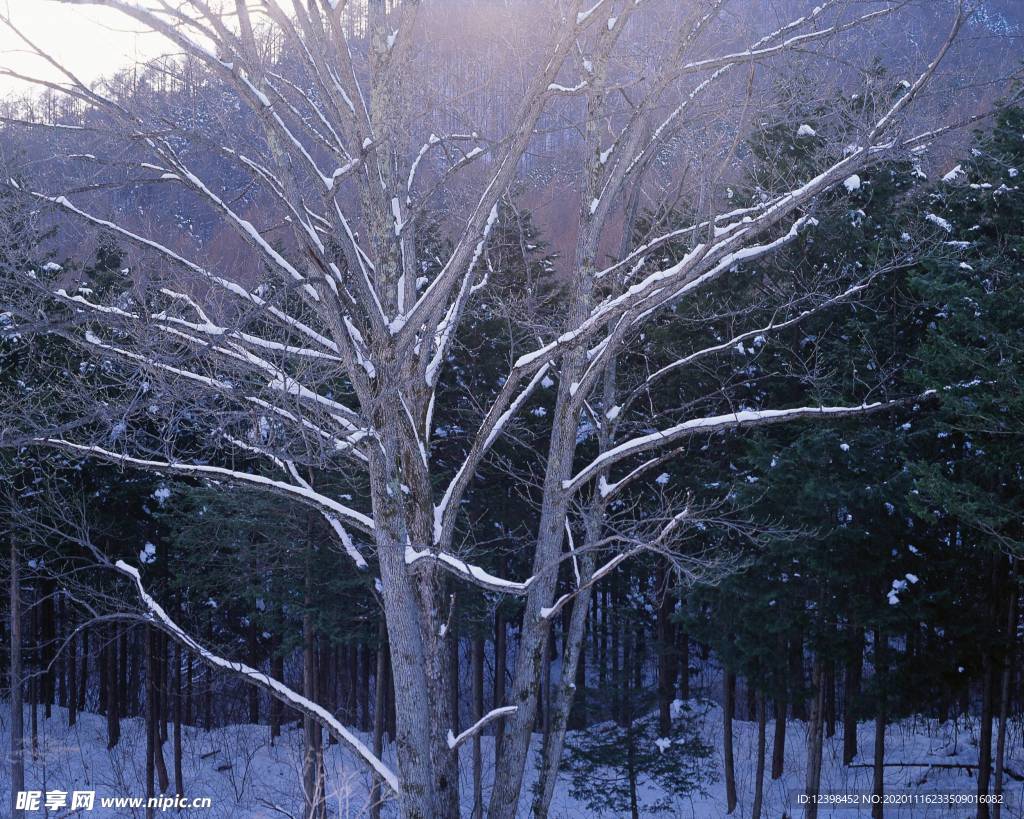 雪地里的树林