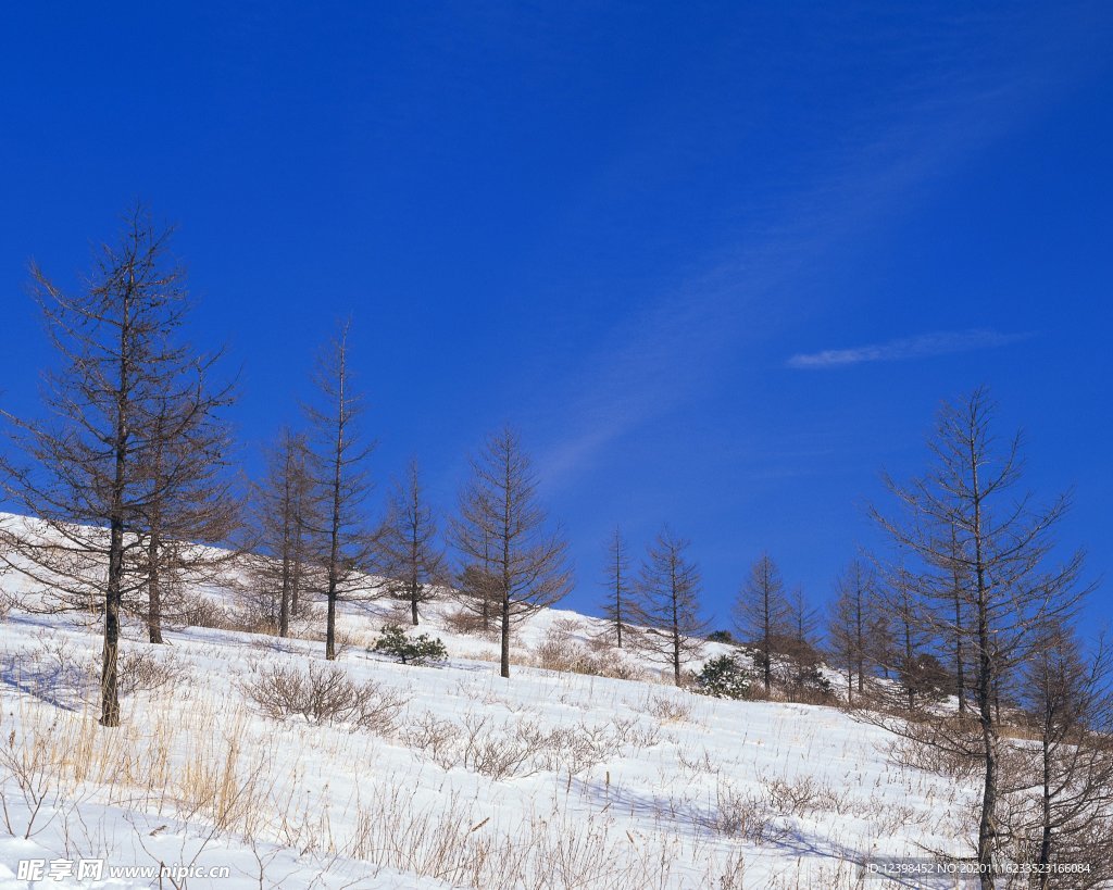 林海雪原上的树林