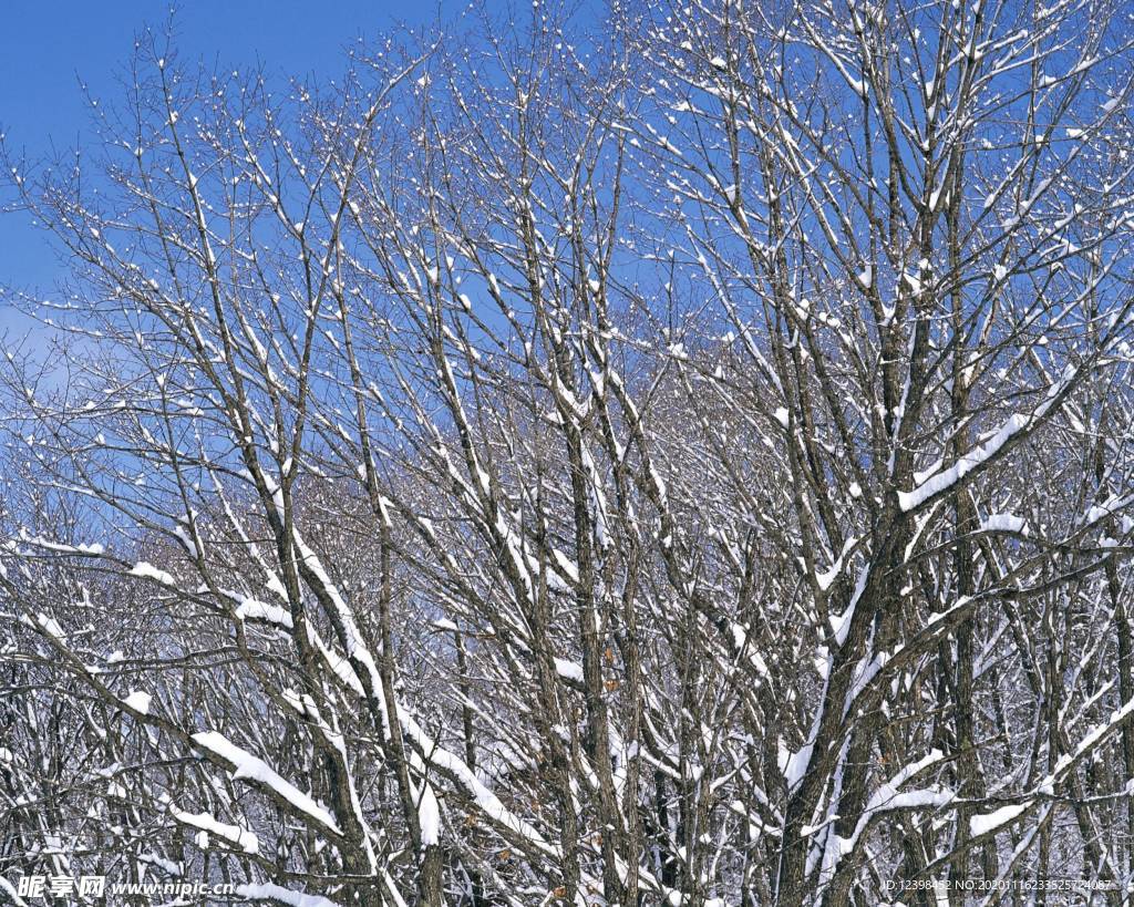 树枝上的积雪