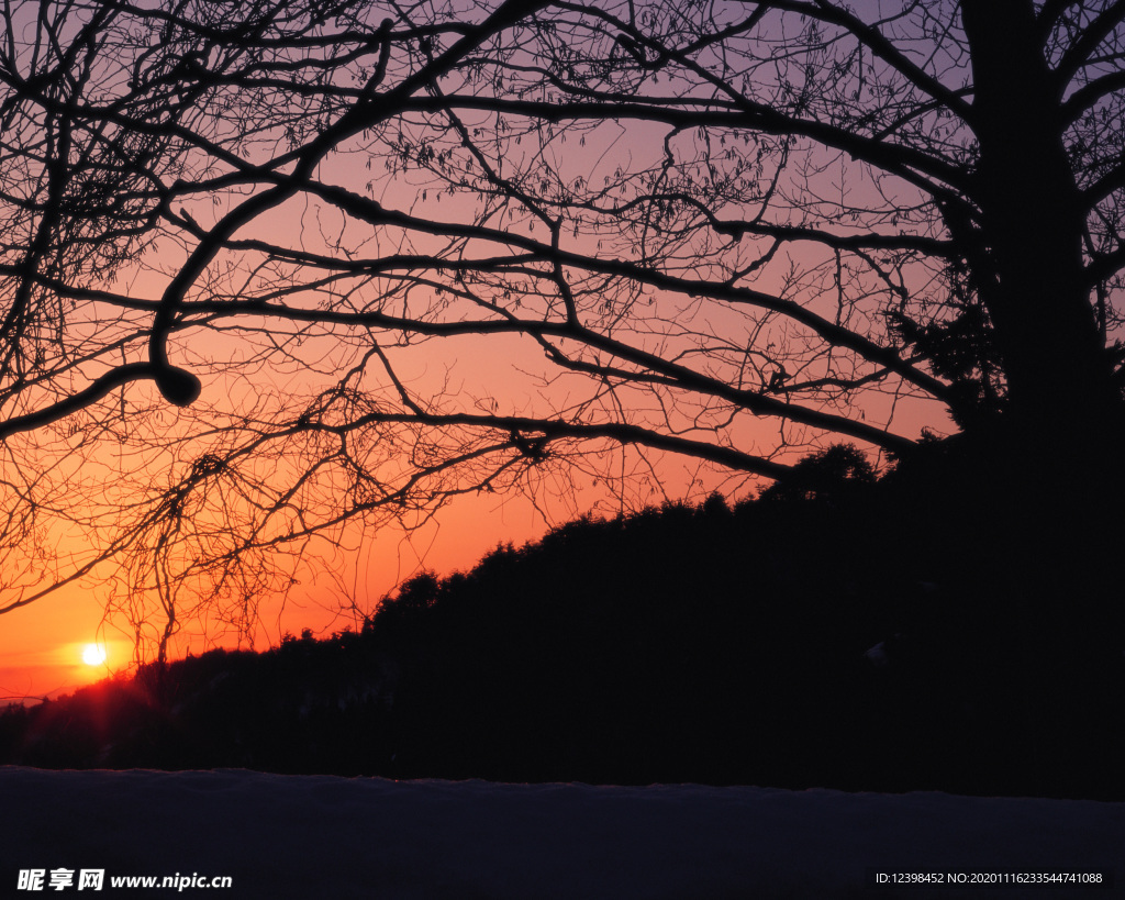 森林的夕阳美景