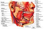 口腔粘膜解剖图