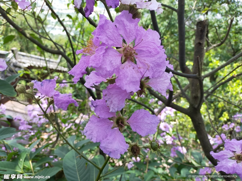 大花紫薇