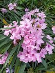 蓝花草