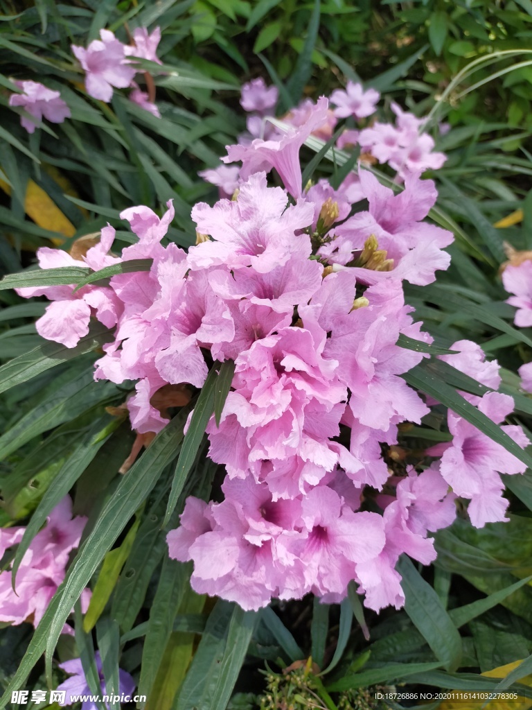 蓝花草