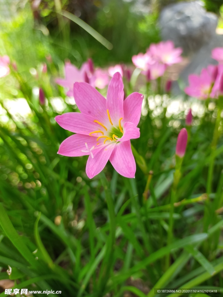 韭莲