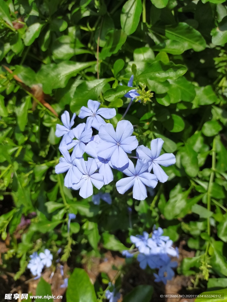 蓝雪花