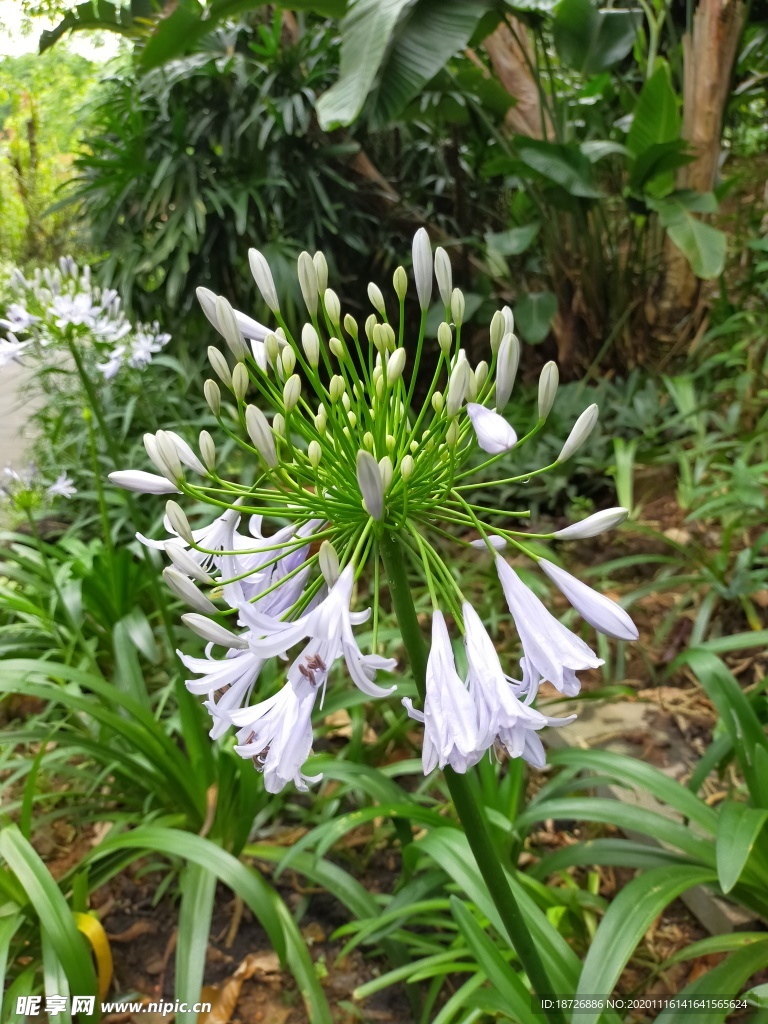百子莲