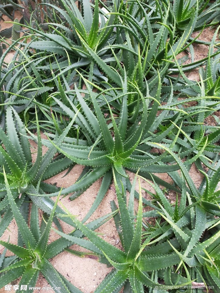 芦荟
