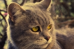 家猫