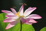 莲花