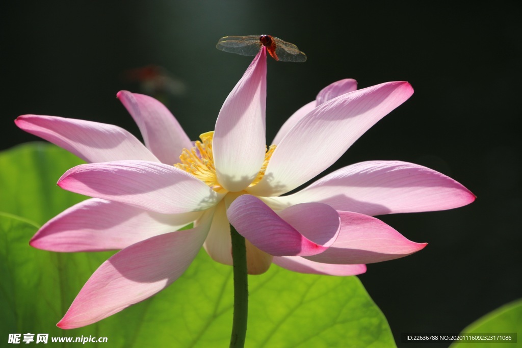 莲花