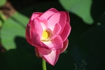 莲花